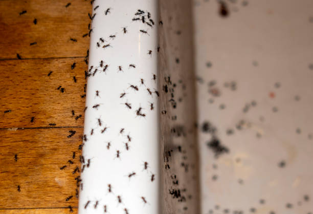 Spider Control Near Me in Oak Valley, NJ